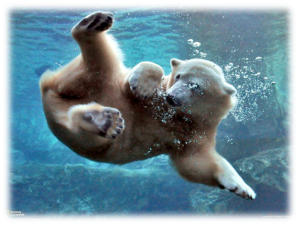 polar bear swmiing