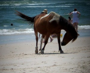 Assateague Island Pony