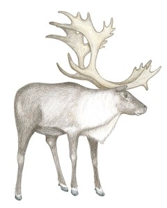 caribou
